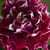 Rdeče - belo - Hybrid Perpetual vrtnice - Roger Lambelin